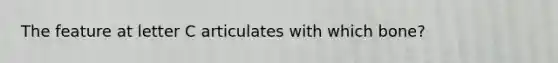 The feature at letter C articulates with which bone?