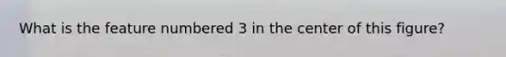 What is the feature numbered 3 in the center of this figure?