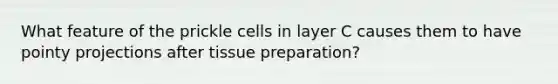 What feature of the prickle cells in layer C causes them to have pointy projections after tissue preparation?