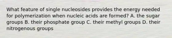 What feature of single nucleosides provides the energy needed for polymerization when nucleic acids are formed? A. the sugar groups B. their phosphate group C. their methyl groups D. their nitrogenous groups