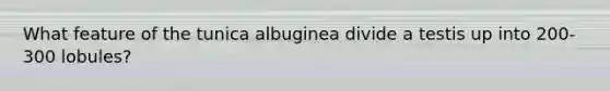 What feature of the tunica albuginea divide a testis up into 200-300 lobules?