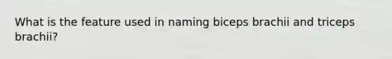 What is the feature used in naming biceps brachii and triceps brachii?