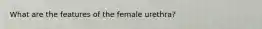 What are the features of the female urethra?