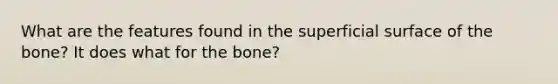 What are the features found in the superficial surface of the bone? It does what for the bone?