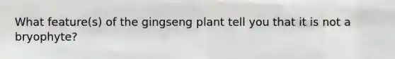 What feature(s) of the gingseng plant tell you that it is not a bryophyte?