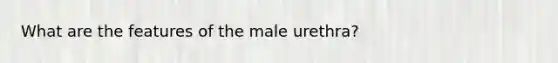 What are the features of the male urethra?