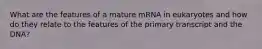 What are the features of a mature mRNA in eukaryotes and how do they relate to the features of the primary transcript and the DNA?