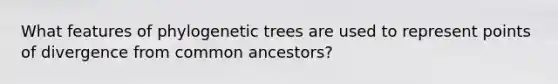 What features of phylogenetic trees are used to represent points of divergence from common ancestors?