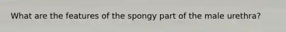 What are the features of the spongy part of the male urethra?