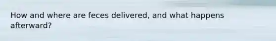 How and where are feces delivered, and what happens afterward?