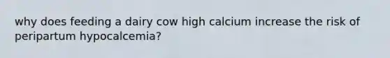 why does feeding a dairy cow high calcium increase the risk of peripartum hypocalcemia?