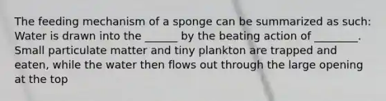 The feeding mechanism of a sponge can be summarized as such: Water is drawn into the ______ by the beating action of ________. Small particulate matter and tiny plankton are trapped and eaten, while the water then flows out through the large opening at the top