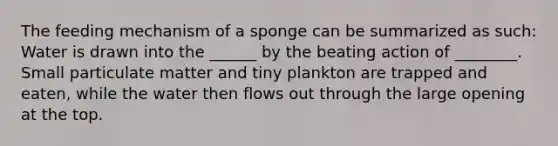 The feeding mechanism of a sponge can be summarized as such: Water is drawn into the ______ by the beating action of ________. Small particulate matter and tiny plankton are trapped and eaten, while the water then flows out through the large opening at the top.