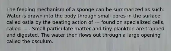 The feeding mechanism of a sponge can be summarized as such: Water is drawn into the body through small pores in the surface called ostia by the beating action of --- found on specialized cells, called --- . Small particulate matter and tiny plankton are trapped and digested. The water then flows out through a large opening called the osculum.