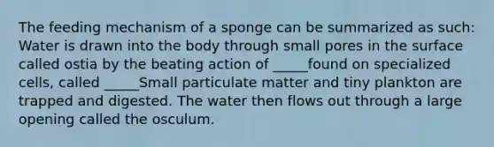 The feeding mechanism of a sponge can be summarized as such: Water is drawn into the body through small pores in the surface called ostia by the beating action of _____found on specialized cells, called _____Small particulate matter and tiny plankton are trapped and digested. The water then flows out through a large opening called the osculum.