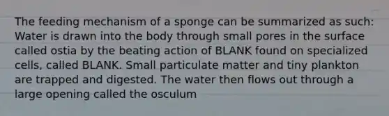 The feeding mechanism of a sponge can be summarized as such: Water is drawn into the body through small pores in the surface called ostia by the beating action of BLANK found on specialized cells, called BLANK. Small particulate matter and tiny plankton are trapped and digested. The water then flows out through a large opening called the osculum