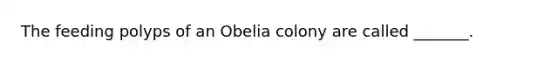 The feeding polyps of an Obelia colony are called _______.