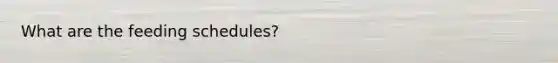 What are the feeding schedules?