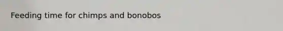 Feeding time for chimps and bonobos