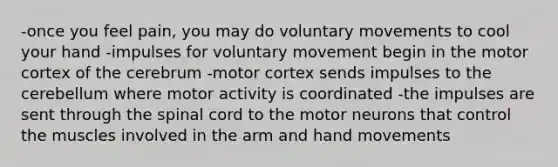 -once you feel pain, you may do voluntary movements to cool your hand -impulses for voluntary movement begin in the motor cortex of the cerebrum -motor cortex sends impulses to the cerebellum where motor activity is coordinated -the impulses are sent through the spinal cord to the motor neurons that control the muscles involved in the arm and hand movements