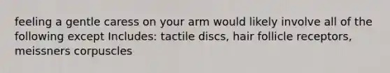 feeling a gentle caress on your arm would likely involve all of the following except Includes: tactile discs, hair follicle receptors, meissners corpuscles