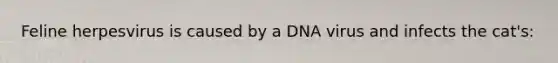 Feline herpesvirus is caused by a DNA virus and infects the cat's: