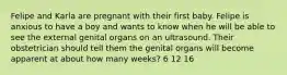 Felipe and Karla are pregnant with their first baby. Felipe is anxious to have a boy and wants to know when he will be able to see the external genital organs on an ultrasound. Their obstetrician should tell them the genital organs will become apparent at about how many weeks? 6 12 16