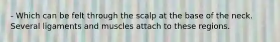 - Which can be felt through the scalp at the base of the neck. Several ligaments and muscles attach to these regions.