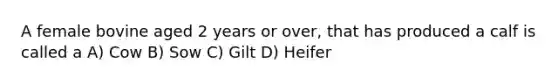 A female bovine aged 2 years or over, that has produced a calf is called a A) Cow B) Sow C) Gilt D) Heifer