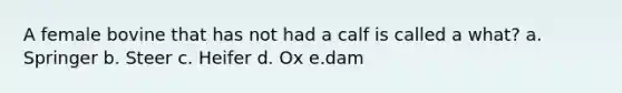 A female bovine that has not had a calf is called a what? a. Springer b. Steer c. Heifer d. Ox e.dam