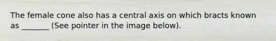 The female cone also has a central axis on which bracts known as _______ (See pointer in the image below).