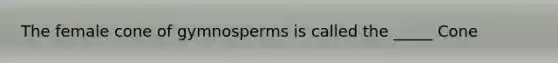 The female cone of gymnosperms is called the _____ Cone