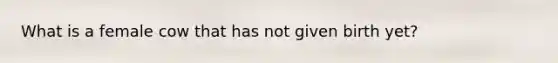 What is a female cow that has not given birth yet?