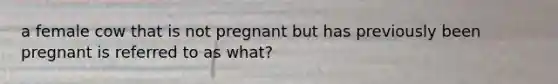 a female cow that is not pregnant but has previously been pregnant is referred to as what?