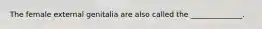 The female external genitalia are also called the ______________.