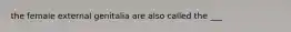 the female external genitalia are also called the ___