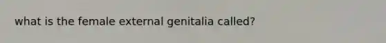 what is the female external genitalia called?