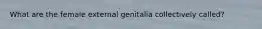 What are the female external genitalia collectively called?