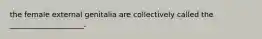 the female external genitalia are collectively called the ____________________.