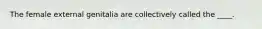 The female external genitalia are collectively called the ____.