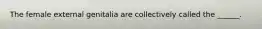 The female external genitalia are collectively called the ______.