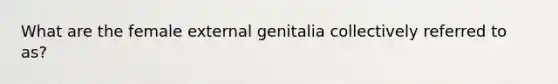 What are the female external genitalia collectively referred to as?