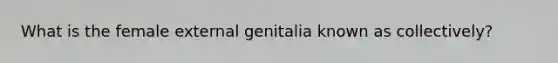 What is the female external genitalia known as collectively?