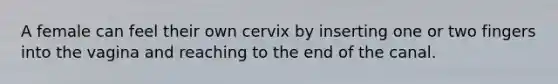 A female can feel their own cervix by inserting one or two fingers into the vagina and reaching to the end of the canal.