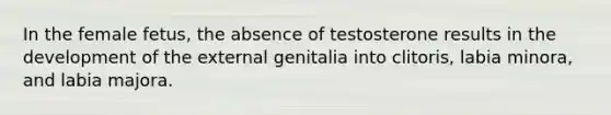 In the female fetus, the absence of testosterone results in the development of the external genitalia into clitoris, labia minora, and labia majora.