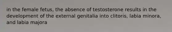 in the female fetus, the absence of testosterone results in the development of the external genitalia into clitoris, labia minora, and labia majora