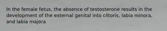 In the female fetus, the absence of testosterone results in the development of the external genital into clitoris, labia minora, and labia majora