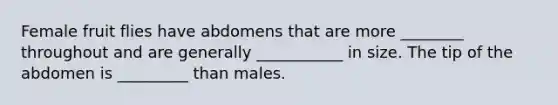 Female fruit flies have abdomens that are more ________ throughout and are generally ___________ in size. The tip of the abdomen is _________ than males.