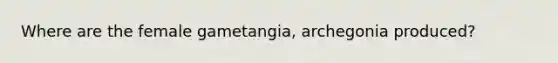 Where are the female gametangia, archegonia produced?