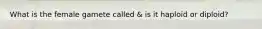 What is the female gamete called & is it haploid or diploid?